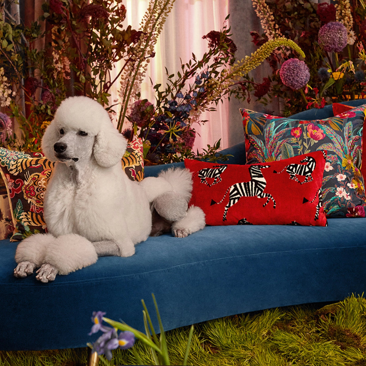 14x22 herd/ruby pillow on bright blue velvet couch with a luxurious poodle relaxing next to it 
