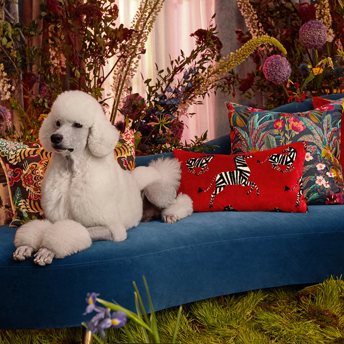 14x22 herd/ruby pillow on bright blue velvet couch with a luxurious poodle relaxing next to it